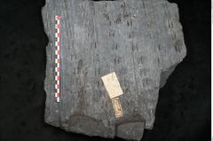 Foto (Detailansicht) von Sigillaria alternaus Lindl. et H. (NHMW-GEO-2024-0188-11230)